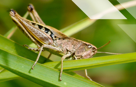 insect protein